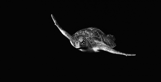 Seychelles Turtle