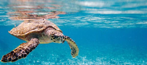 Turtle Seychelles